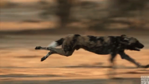 Run Running GIF. This 498 x 280 animated GIF is part of our running wolf collection. Related themes include running. Created by bbcamerica. View the…