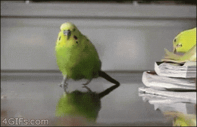 Running Bird GIF