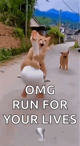 Running Cat Cat Run GIF