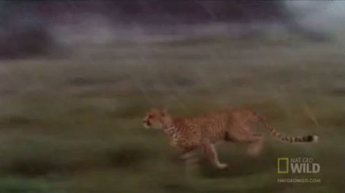 Running GIF