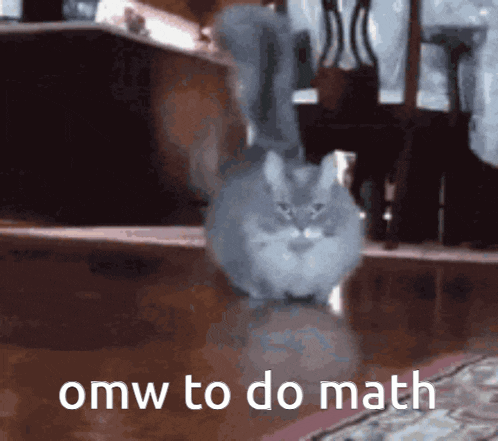 Running Math Cat Gato Omw GIF