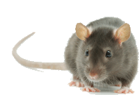 Running Rat Sticker