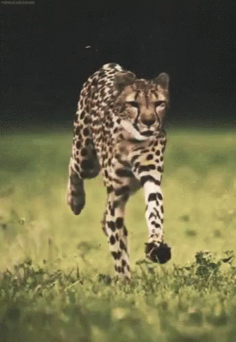 Running GIF