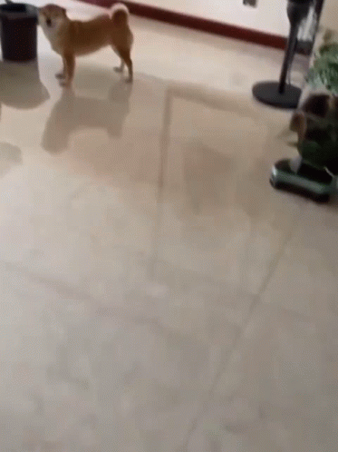 Ruocgiff Shiba Smile GIF. This 373 x 498 animated GIF is part of our shiba inu smile collection. Created by Ruoc. View the original animation, share it, or…