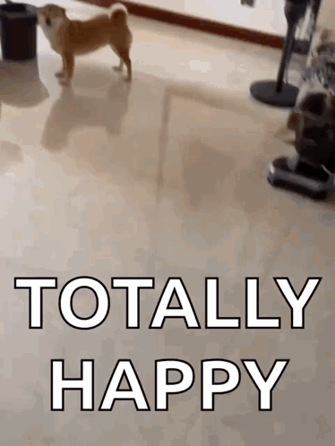 Ruocgiff Shiba Smile GIF. This 374 x 498 animated GIF is part of our shiba inu smile collection. Created by scottid383. View the original animation, share…