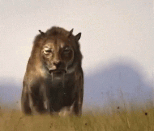 Saber Tooth Tiger Walking With Beasts GIF. This 498 x 426 animated GIF is part of our saber lion collection. Related themes include cat, dinosaur. Created…