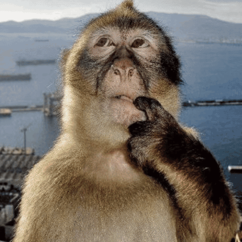 Sabrina Carpenter Sabrina Carpenter Meme GIF