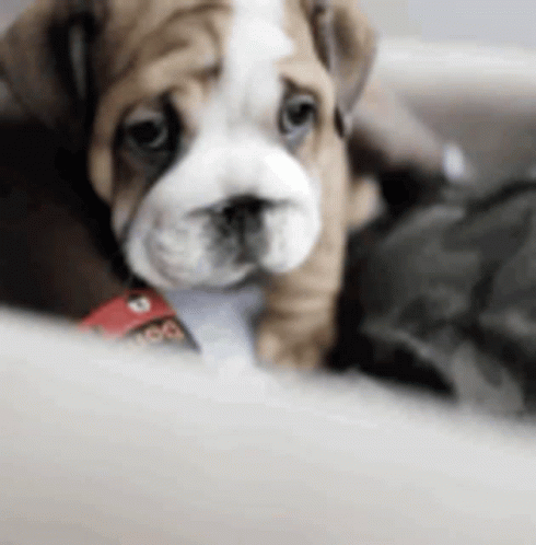 Sad Bulldog GIF