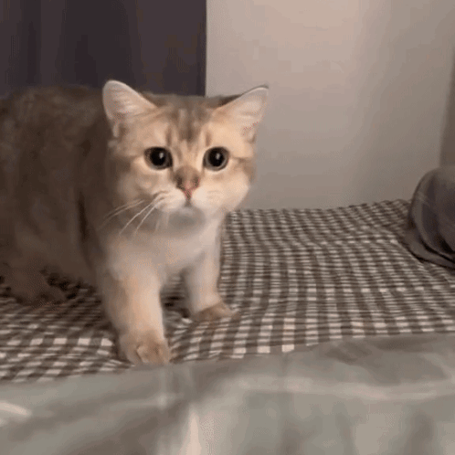 Sad Cat Cat Sad GIF