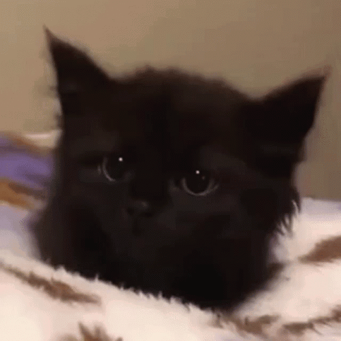 Sad Cat GIF