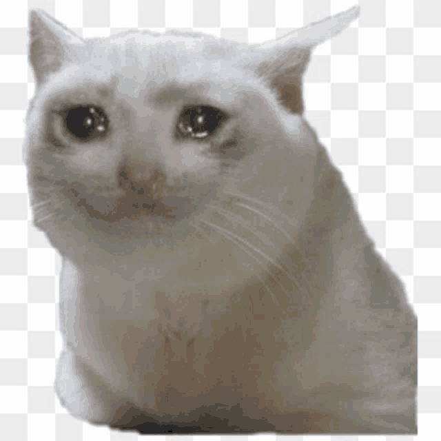 Sad Cat Meme
