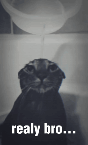 Sad Cat Omg GIF