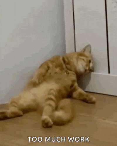 Sad Cat GIF