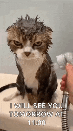 Sad Cat GIF