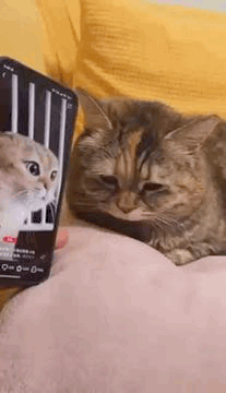Sad Cat Saddest Cat GIF