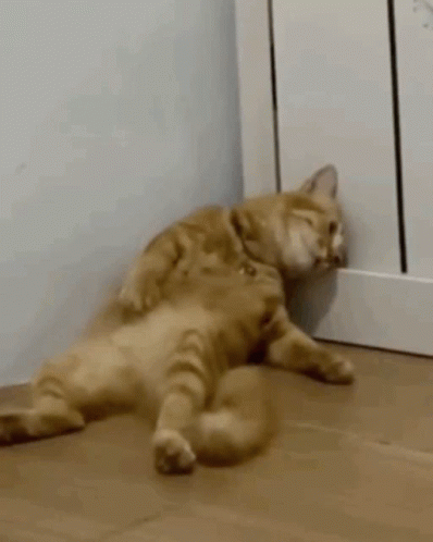 Sad Cat GIF. This 398 x 498 animated GIF is part of our exhausted collection. Related themes include cat, sad, tired. Created by sunnas. View the original…