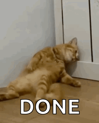 Sad Cat GIF