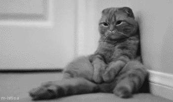Sad Cat GIF