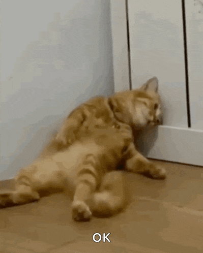 Sad Cat GIF