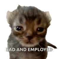 Sad Crying Cat Meme Sticker