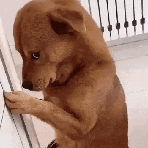 Sad Dog Crying Dog GIF