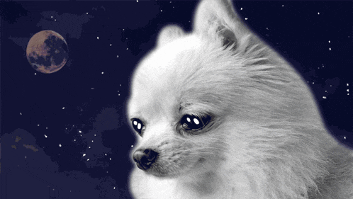 Sad Dog Crying Dog GIF