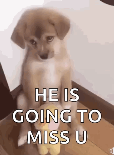 Sad Dog GIF
