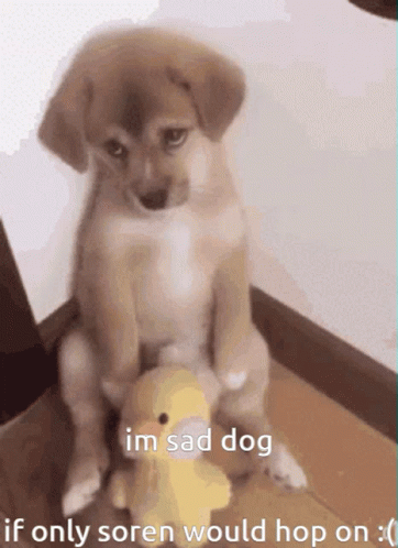Sad Dog Soren GIF