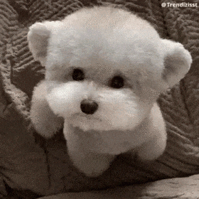 Sad Eyes Sad Puppy GIF