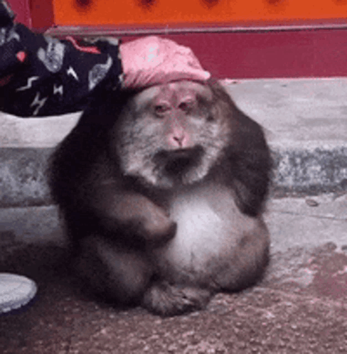 Sad Monkey Monkey Sad GIF. This 488 x 498 animated GIF is part of our funny sad collection. Related themes include kanye west, lebron. Created by MatrixIV…