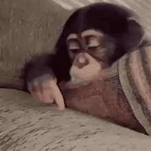 Sad Monkey GIF