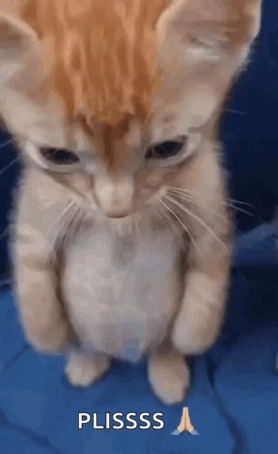 Sad Orange Cat Sad Cat GIF