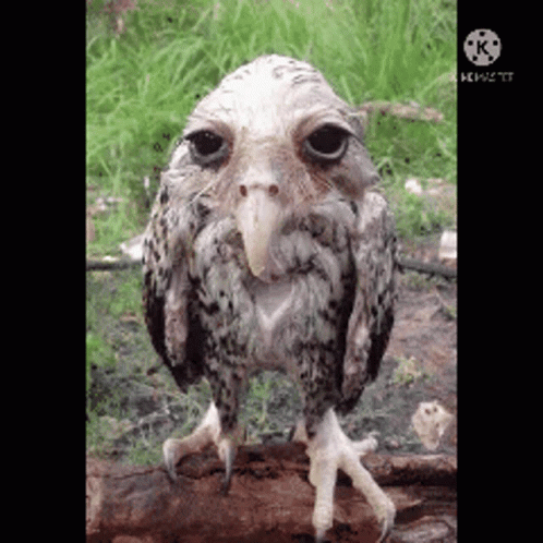 Sad Owl Owl GIF
