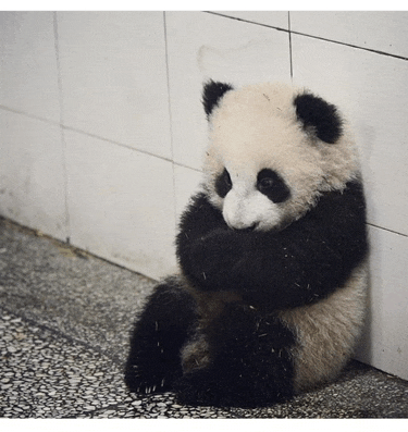 Sad Panda Sad Meme