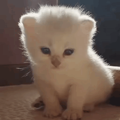 Sad Sad Cat GIF