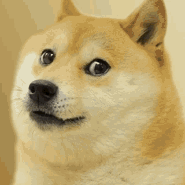 Sad The Doge Nft GIF