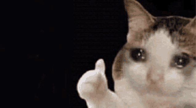 Sad Thump Up Cat Sad Cat Meme