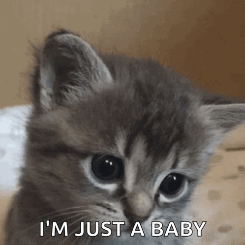 Sadmeow GIF