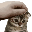 Sadness Sad Kitty Sticker