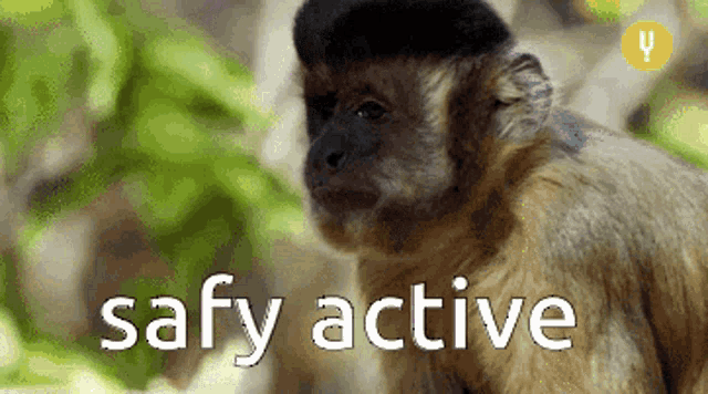 Safy GIF