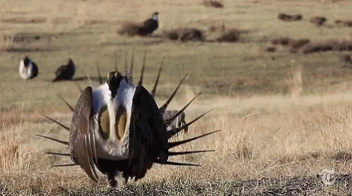 Sage Grouse Bird GIF