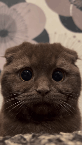 Sahnap Cat GIF