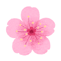 Sakura Pink Sticker