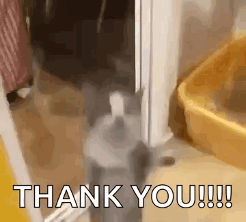 Saleh Jumping Saleh The Cat GIF