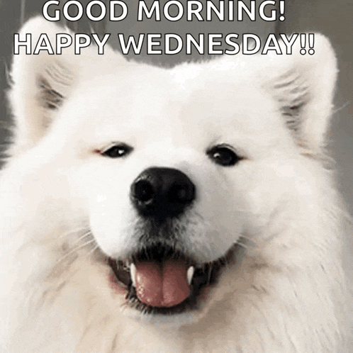 Samoyed Dog GIF