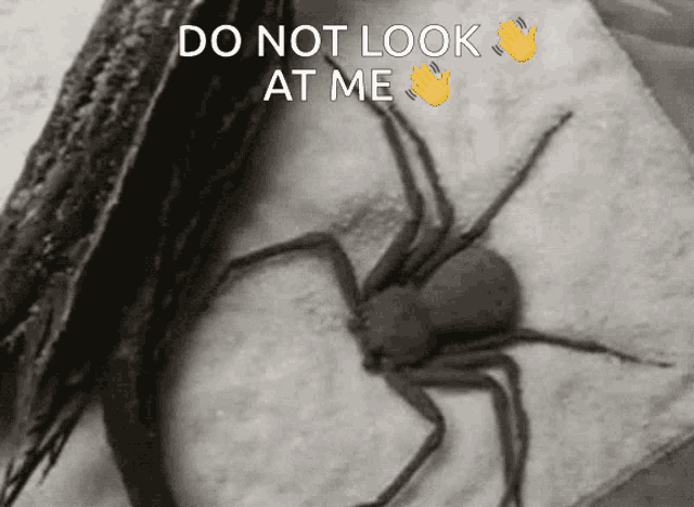 Sand Spider GIF