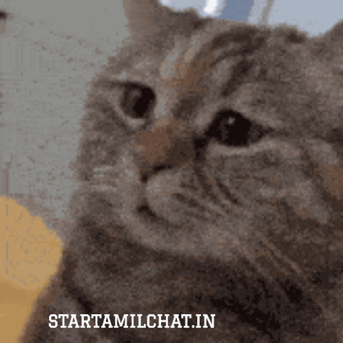 Sanjay Chat Tamil Chat GIF