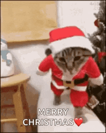 Santa Cat GIF