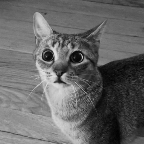 Say What Cat GIF