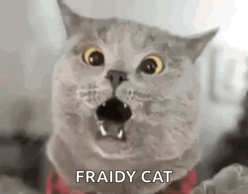 Scaredy Cat Scared Cat GIF